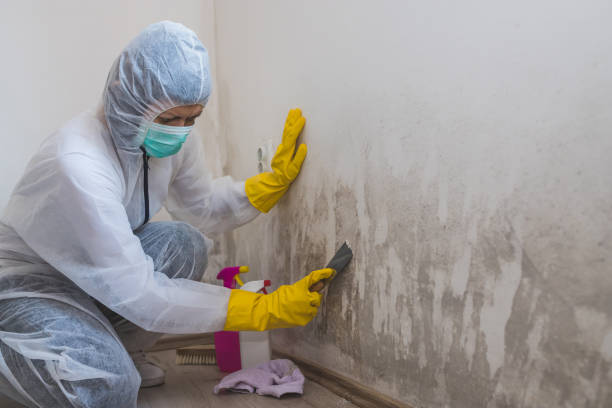 Professional Mold Remediation in Hartford City, IN